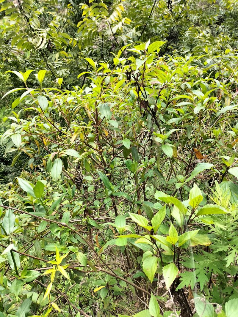 云南省临沧凤庆野生野牡丹羊开口，鲜叶鲜枝，干货出售