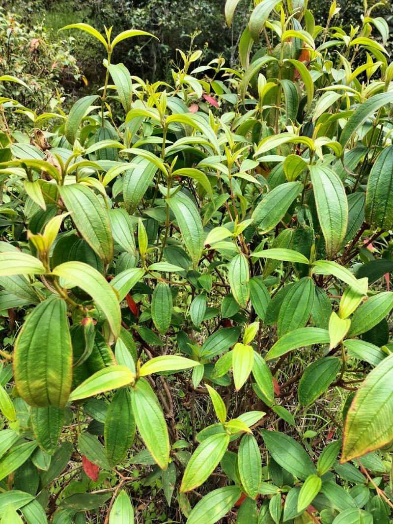 云南省临沧凤庆野生野牡丹羊开口，鲜叶鲜枝，干货出售