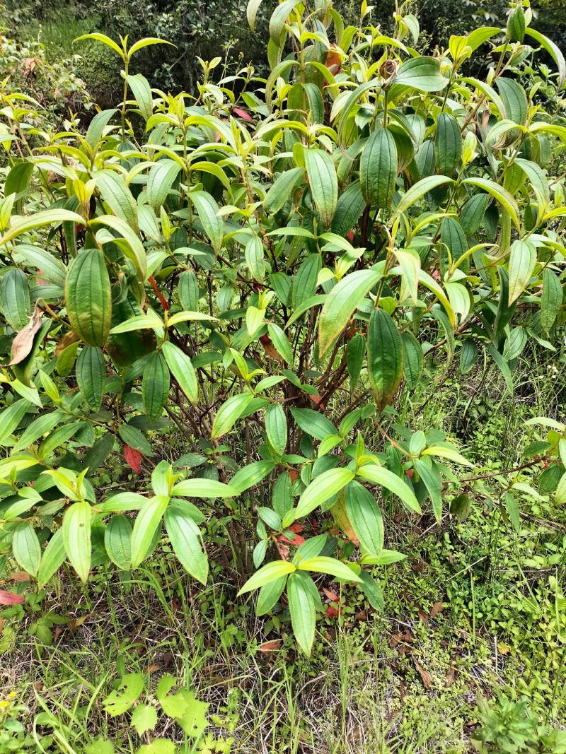 云南省临沧凤庆野生野牡丹羊开口，鲜叶鲜枝，干货出售