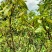云南省临沧凤庆野生野牡丹羊开口，鲜叶鲜枝，干货出售