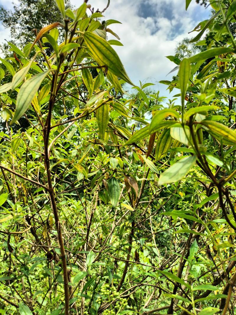 云南省临沧凤庆野生野牡丹羊开口，鲜叶鲜枝，干货出售