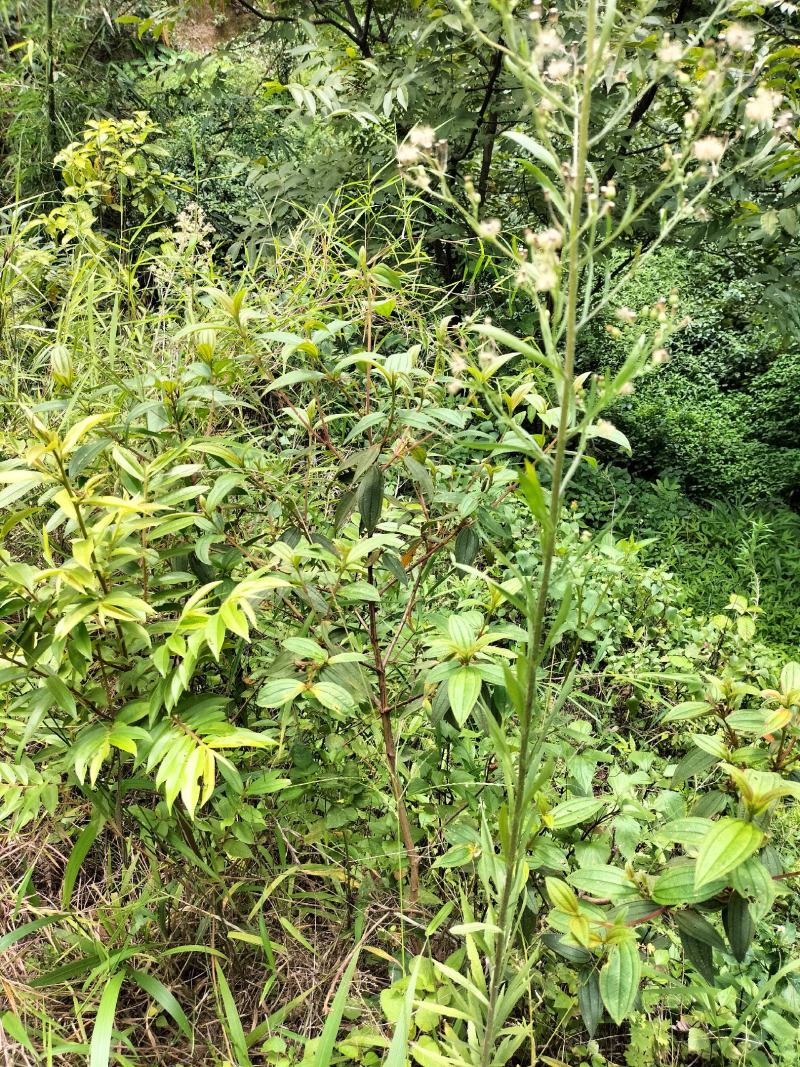 云南省临沧凤庆野生野牡丹羊开口，鲜叶鲜枝，干货出售