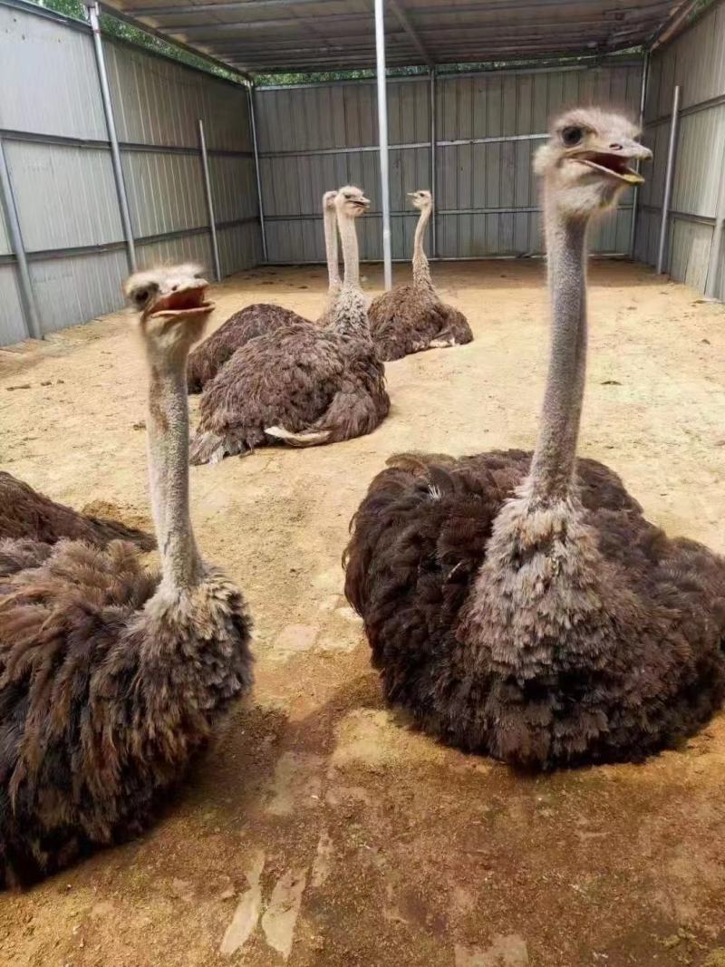鸵鸟苗自产自销价格便宜成年两三百斤诚信经营