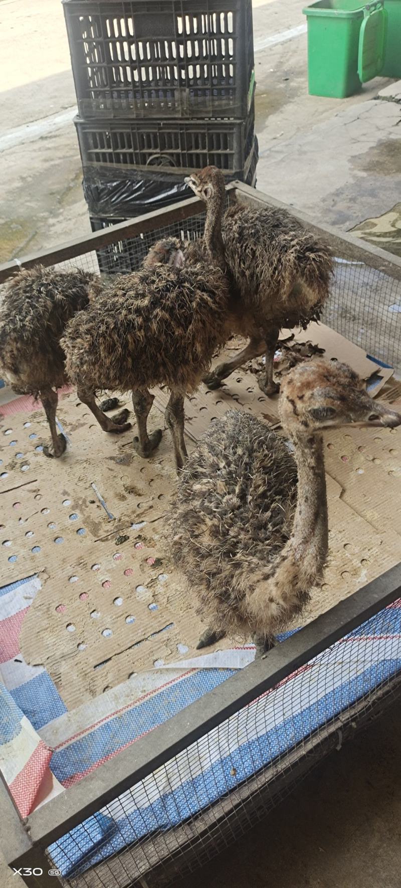鸵鸟苗自产自销价格便宜成年两三百斤诚信经营