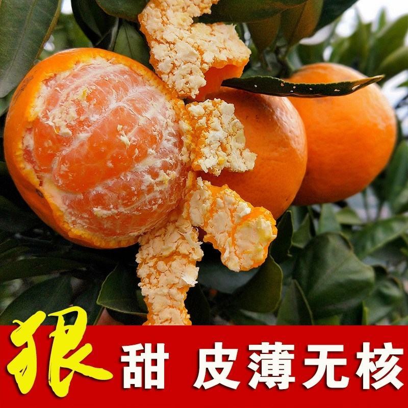 《优选推荐》蜜桔湖北特早蜜桔个大皮薄肉厚无核无籽口感甜蜜