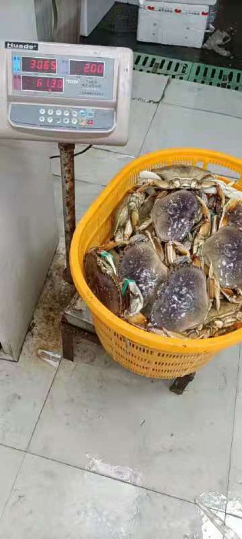 鲜太子蟹，珍宝蟹，波龙
