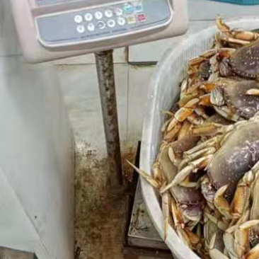 鲜太子蟹，珍宝蟹，波龙
