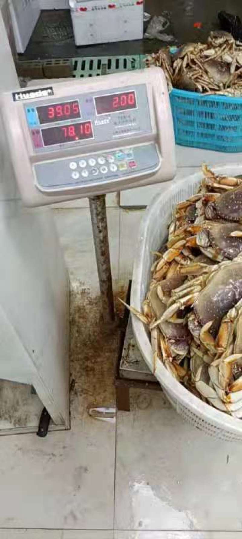 鲜太子蟹，珍宝蟹，波龙
