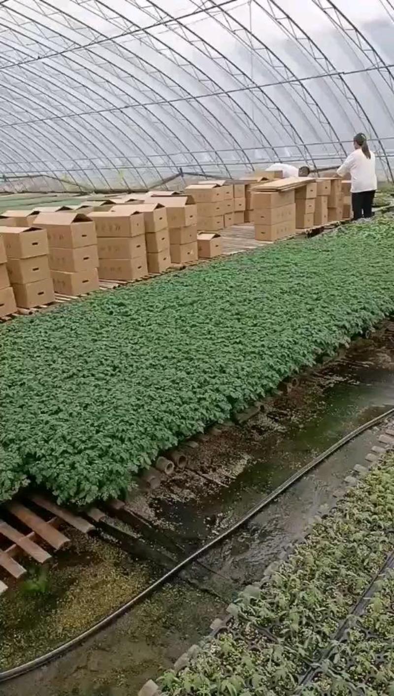 山东潍坊寿光国外引进抗病毒沙瓤阿尔卑斯种子高产大果商品果