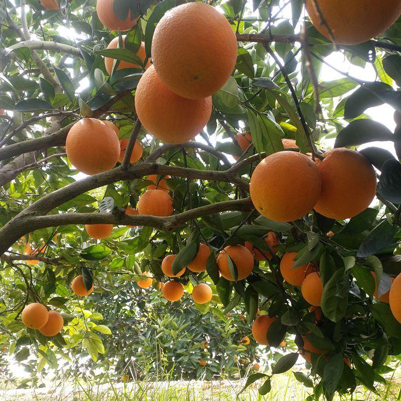 伦晚脐橙秭归脐橙精品橙子大量有货产地直发一手货源