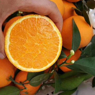 伦晚脐橙秭归脐橙精品橙子大量有货产地直发一手货源