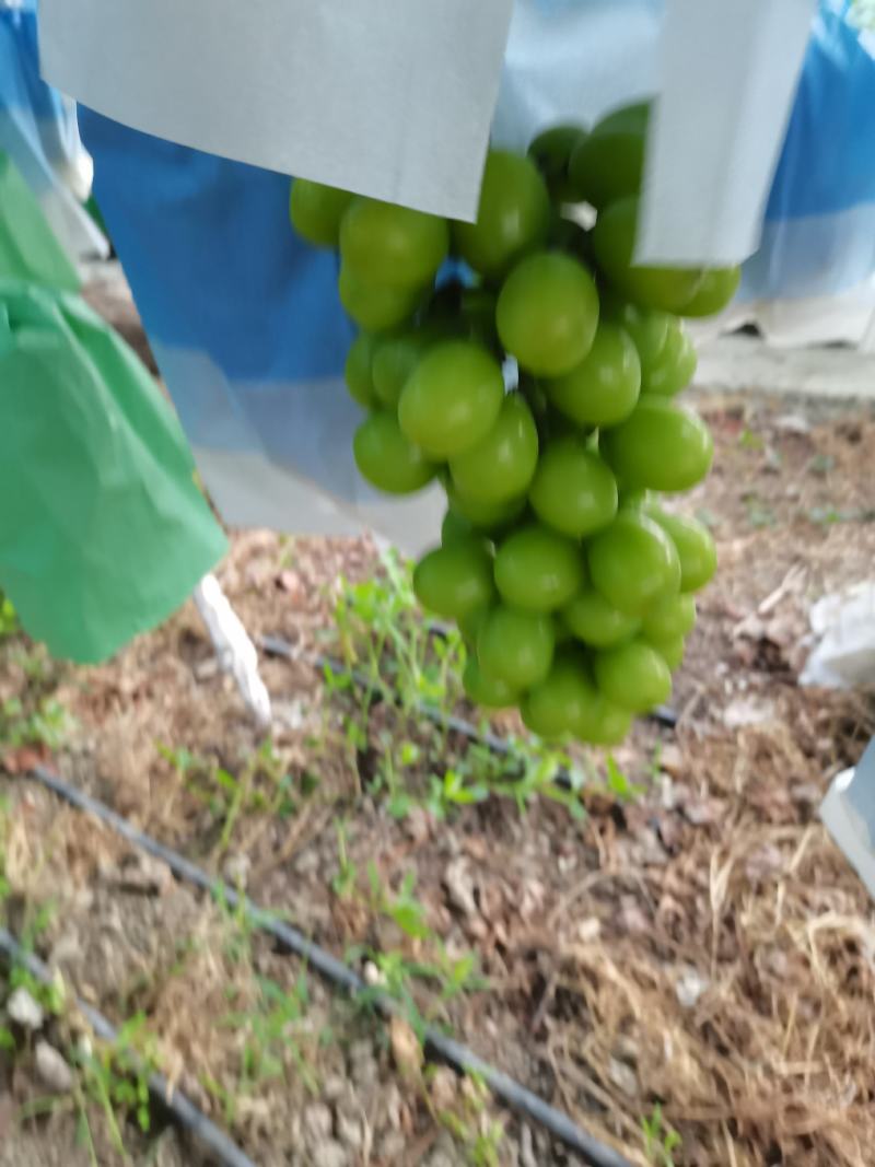 大凉山西昌阳光玫瑰葡萄糖度高串子紧喜欢的老板来研