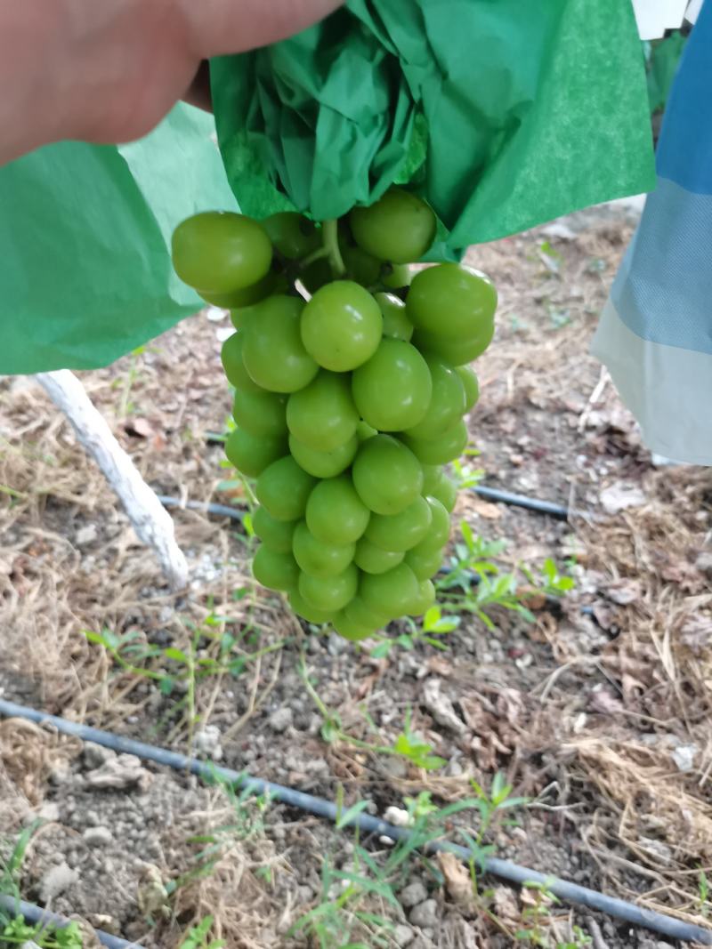 大凉山西昌阳光玫瑰葡萄糖度高串子紧喜欢的老板来研