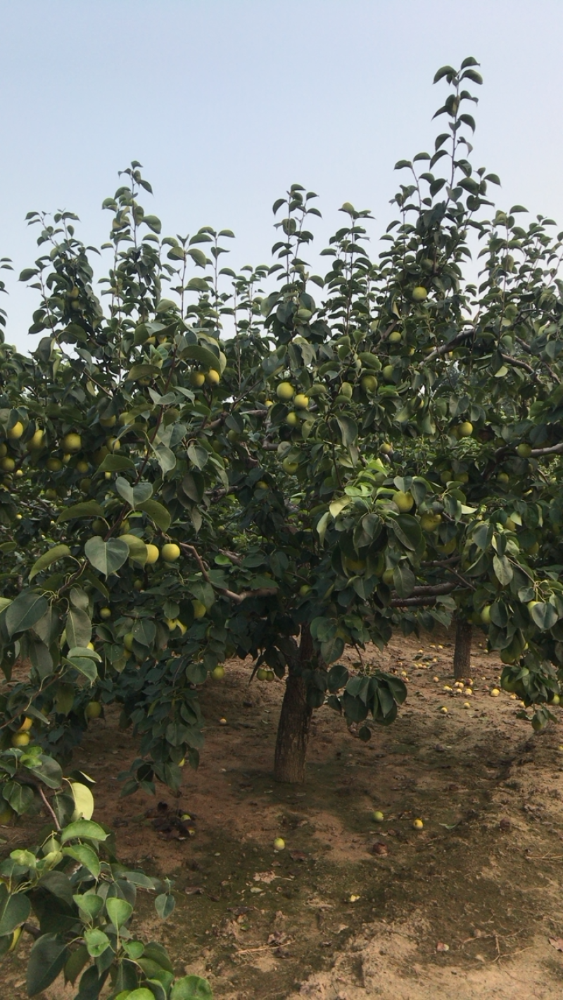 皇冠梨，果园直供4万斤，看好再摘