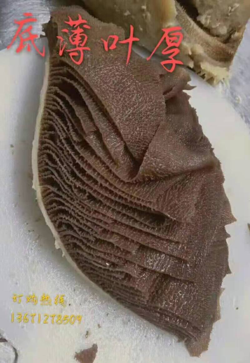 毛肚，园黑毛肚，实拍图片，质量好，一手货源，全国冷链发货