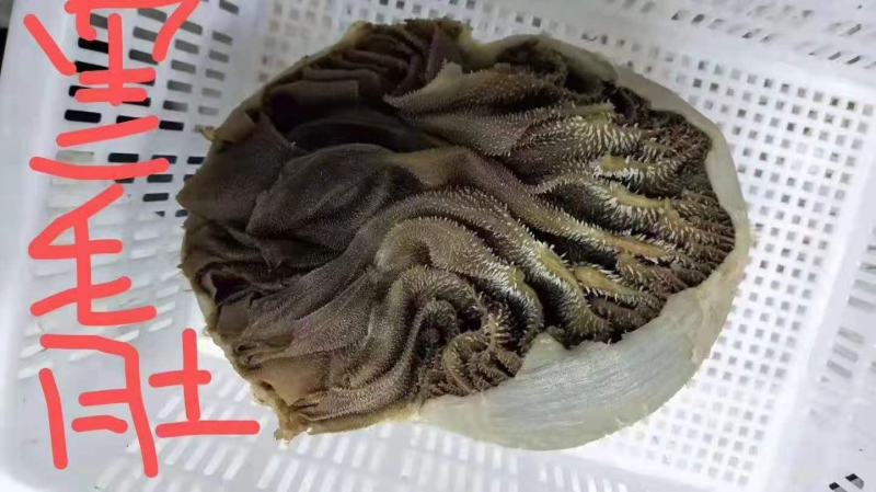 毛肚，园黑毛肚，实拍图片，质量好，一手货源，全国冷链发货