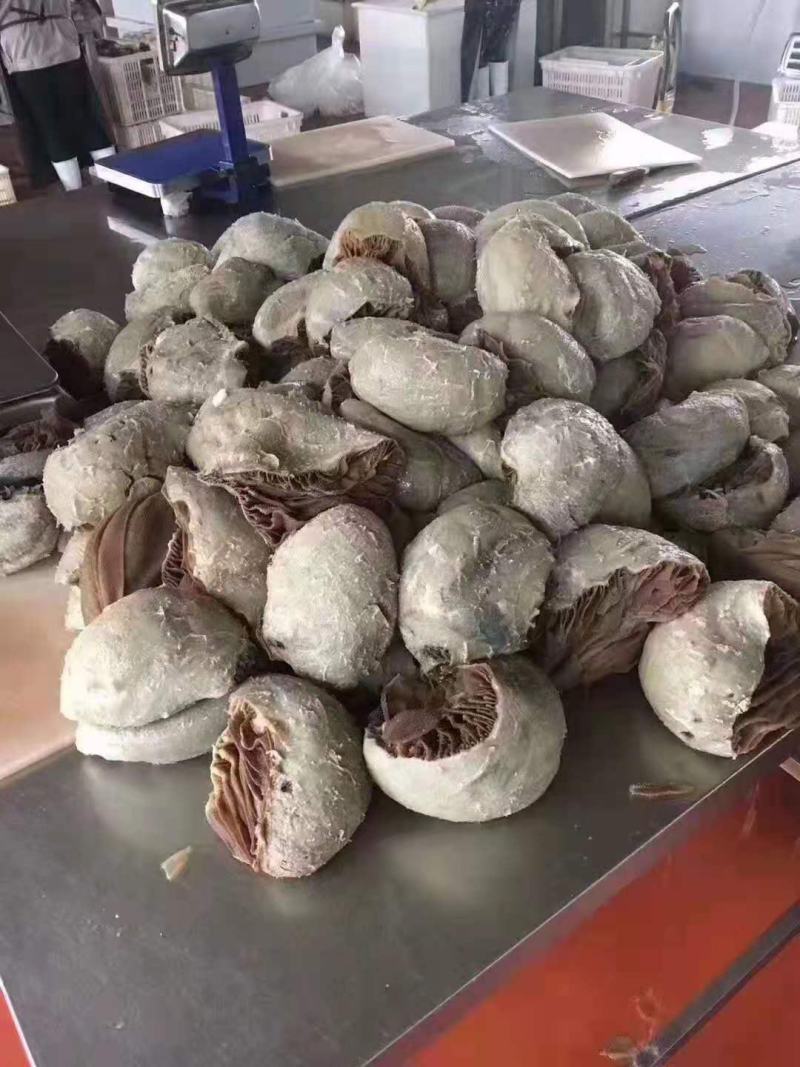毛肚，园黑毛肚，实拍图片，质量好，一手货源，全国冷链发货