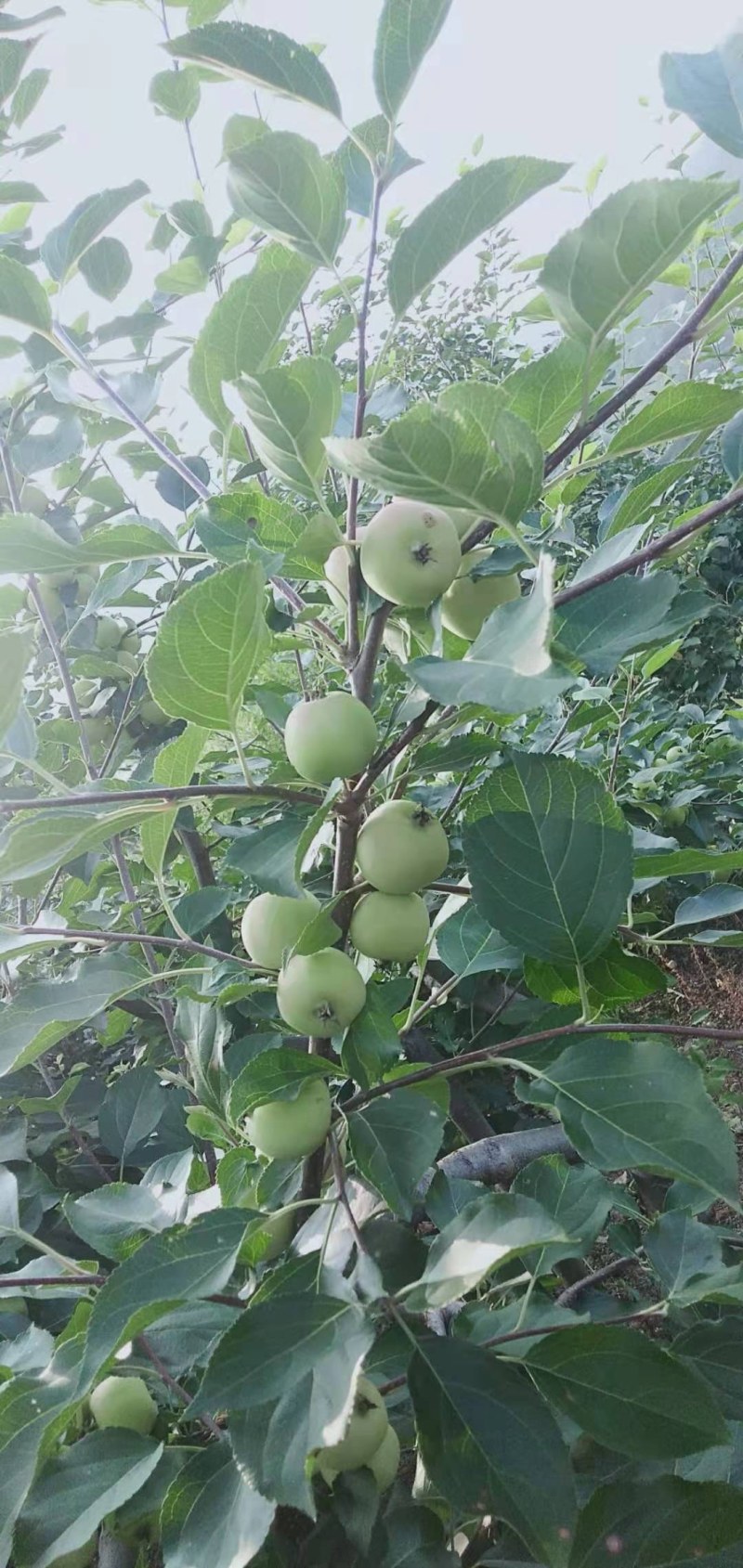 红太苹沙果