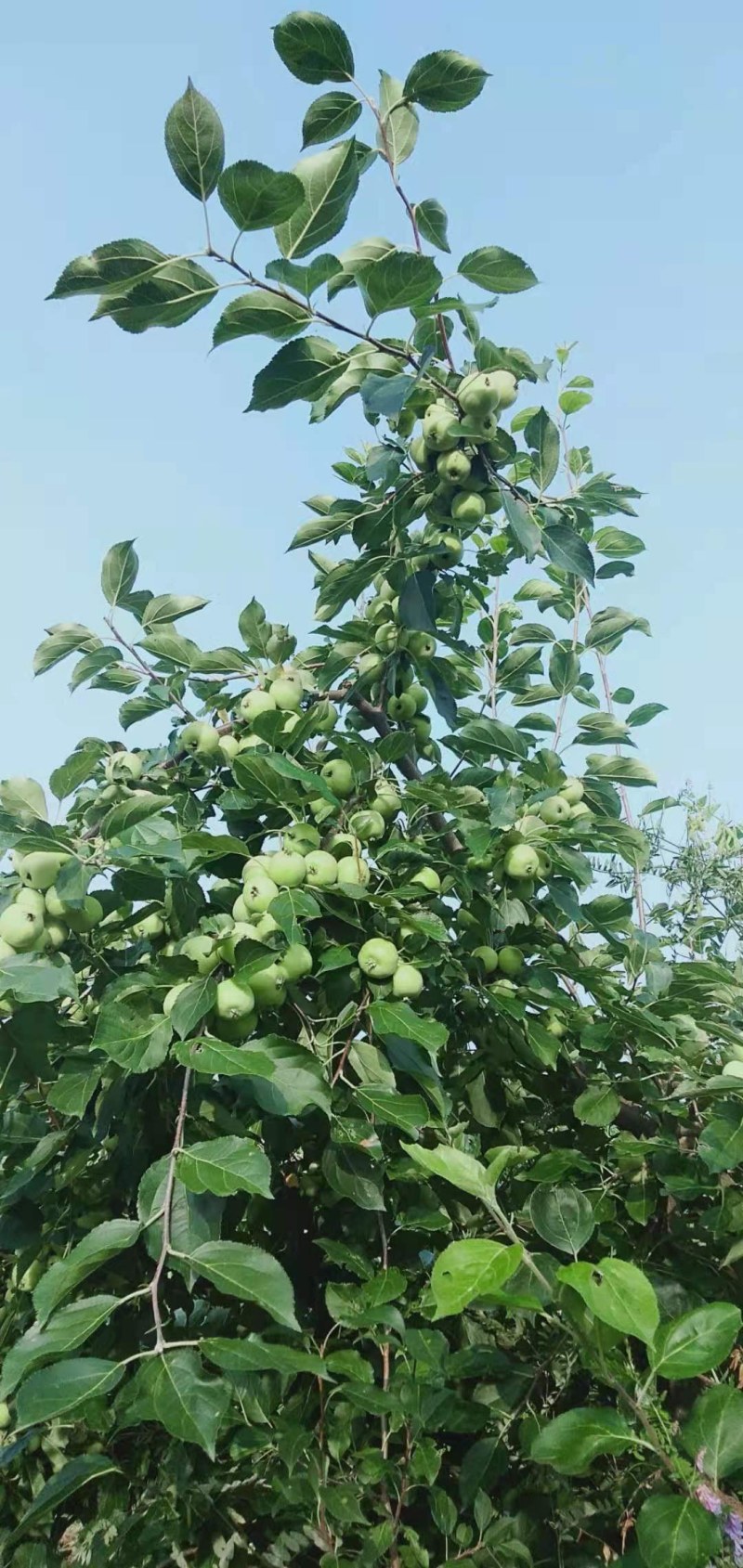红太苹沙果