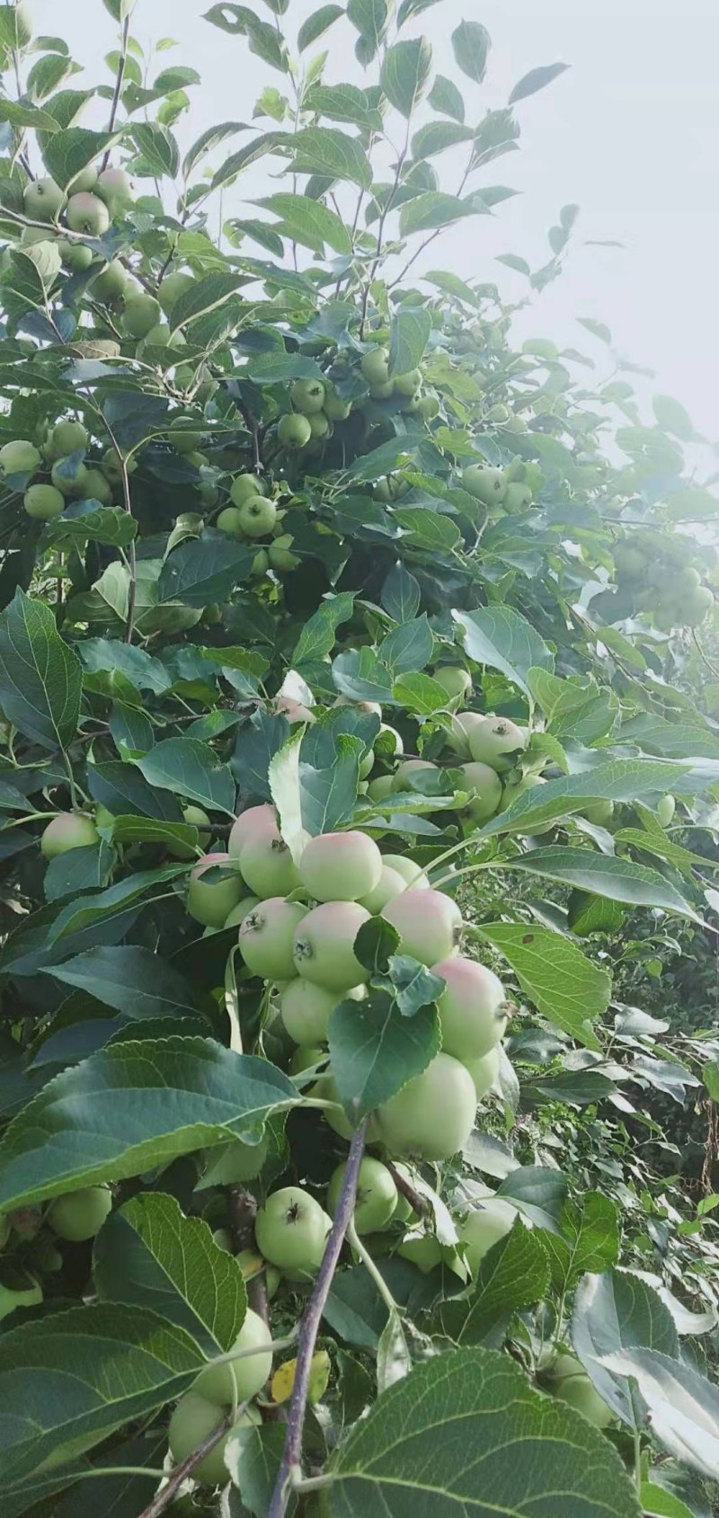 红太苹沙果