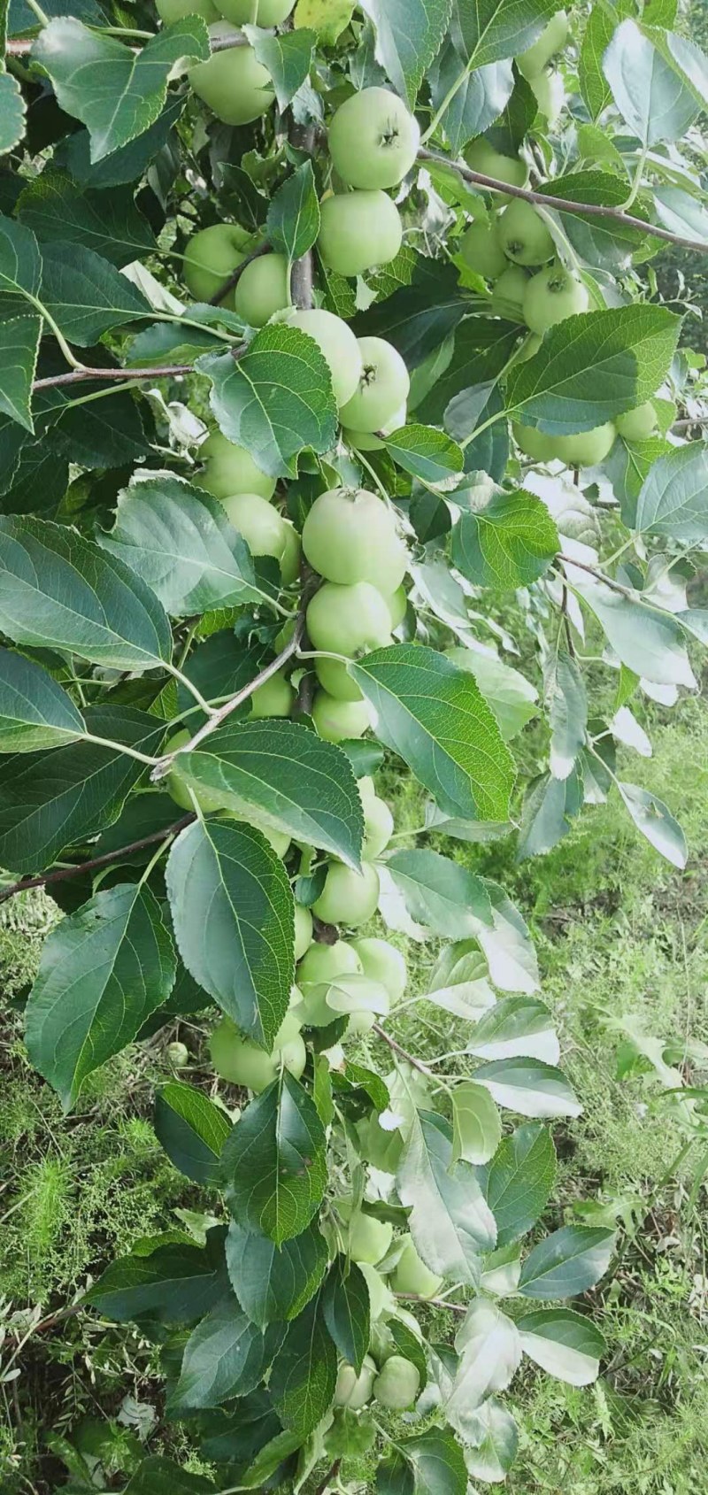 红太苹沙果