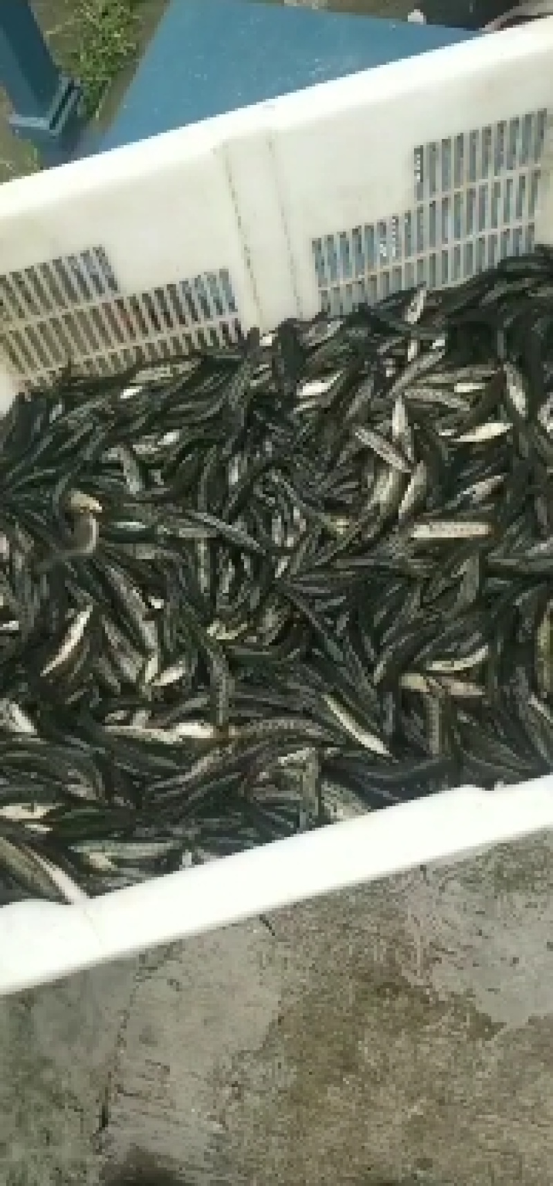 出售优质精品黑鱼苗，全国发货送货上门免费指导养殖技术