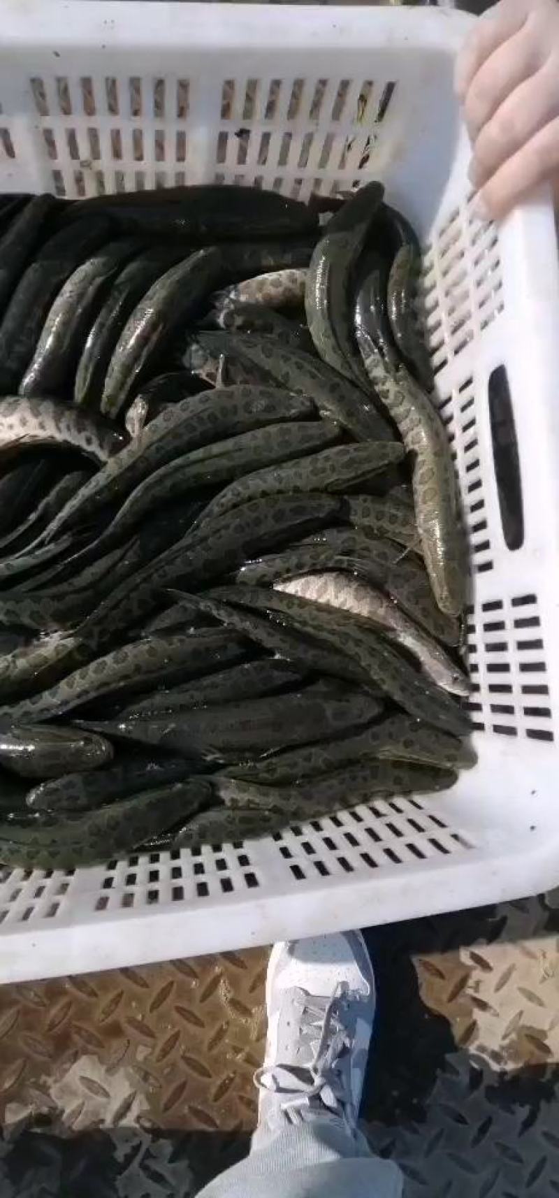 出售优质精品黑鱼苗，全国发货送货上门免费指导养殖技术