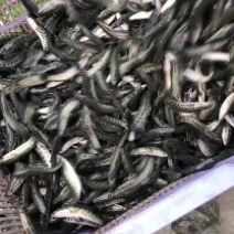 出售优质精品黑鱼苗，全国发货送货上门免费指导养殖技术