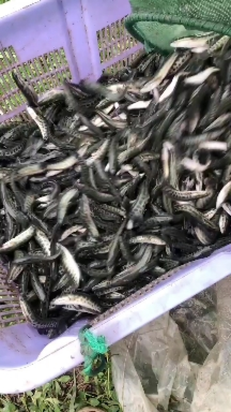 出售优质精品黑鱼苗，全国发货送货上门免费指导养殖技术