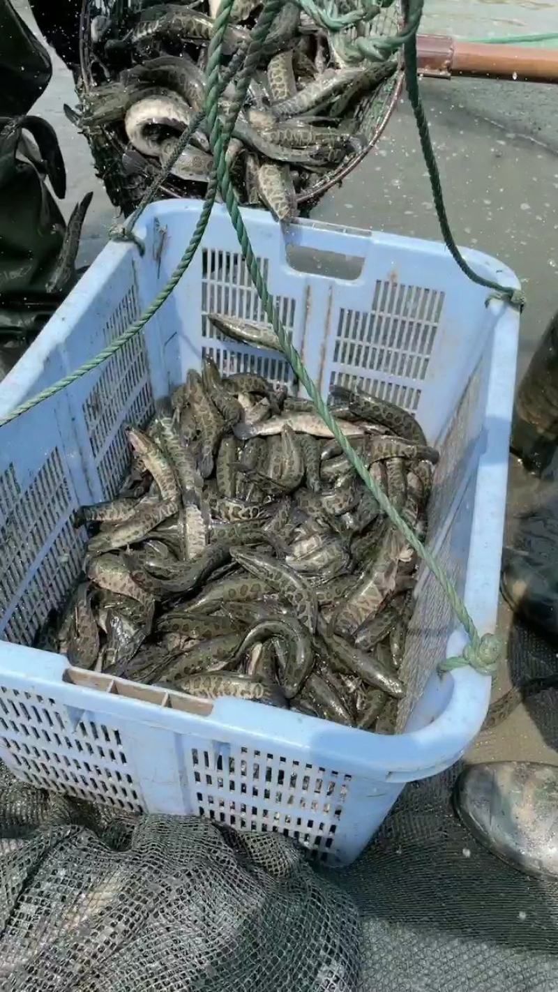 出售优质精品黑鱼苗，全国发货送货上门免费指导养殖技术