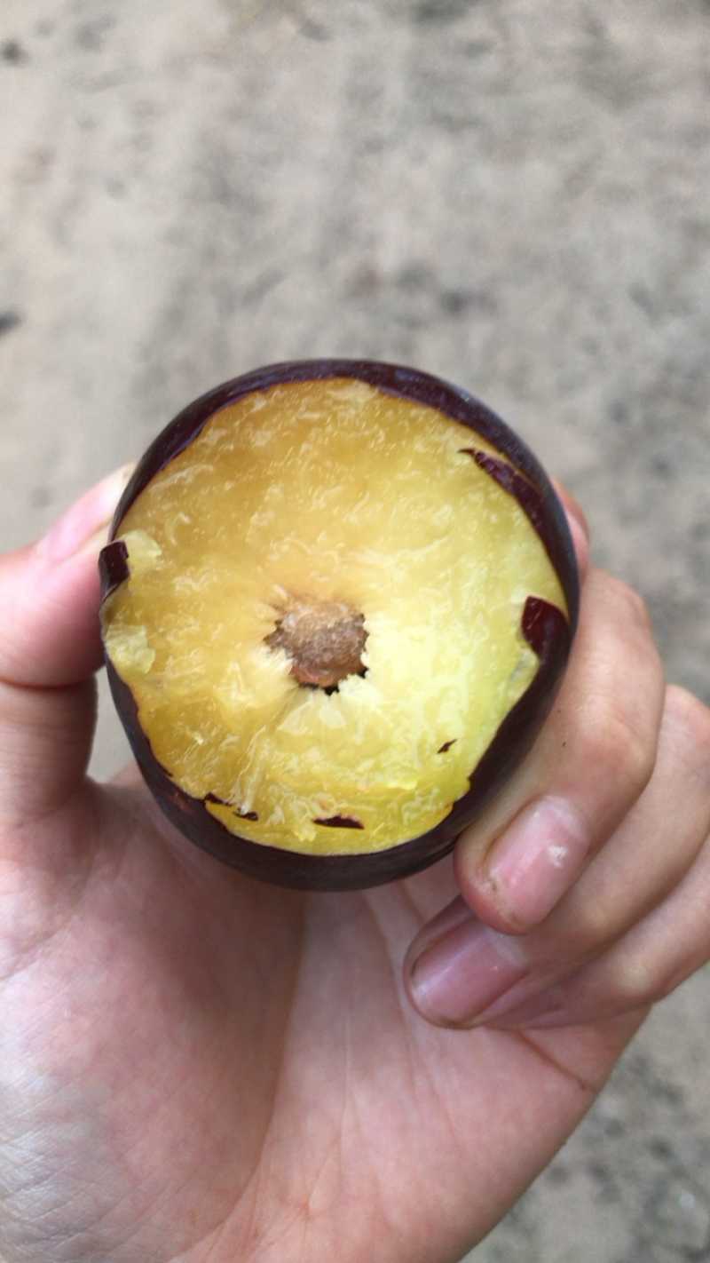 黑布林李子，果园直供3万斤