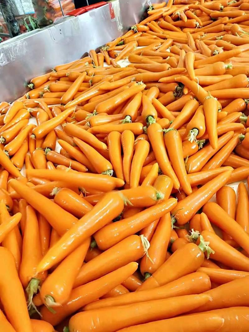 福建厦门莆田泉州萝卜大量上市，精品水洗胡萝卜精品土胡萝