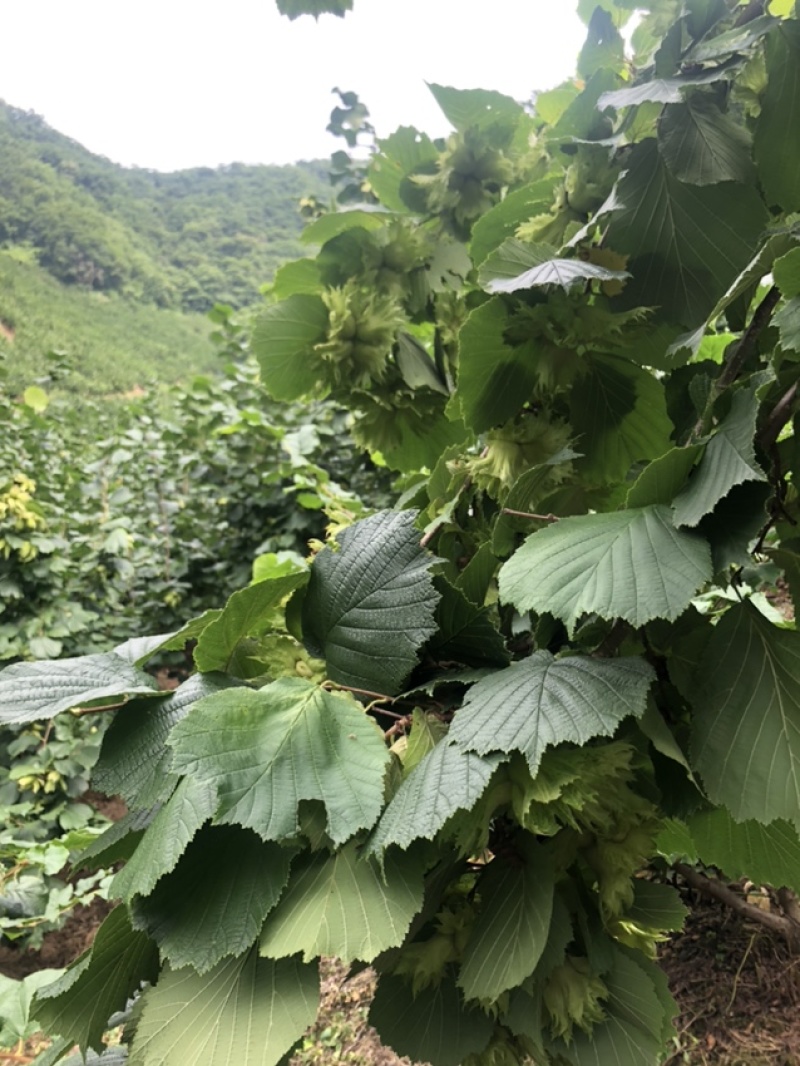 辽宁榛果批发年产量五万斤果大果香小树