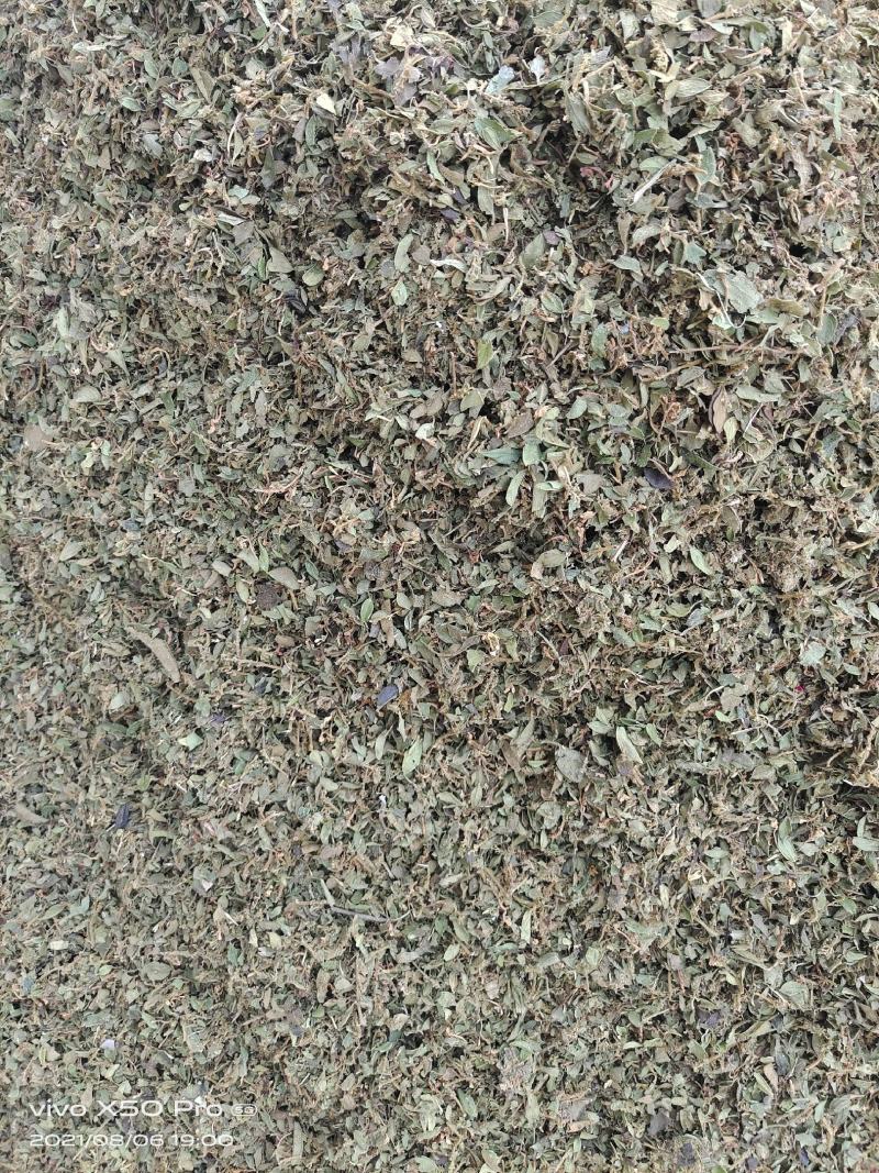 金银花叶子头子，大量上市中，欢迎客商来电咨询量大从优