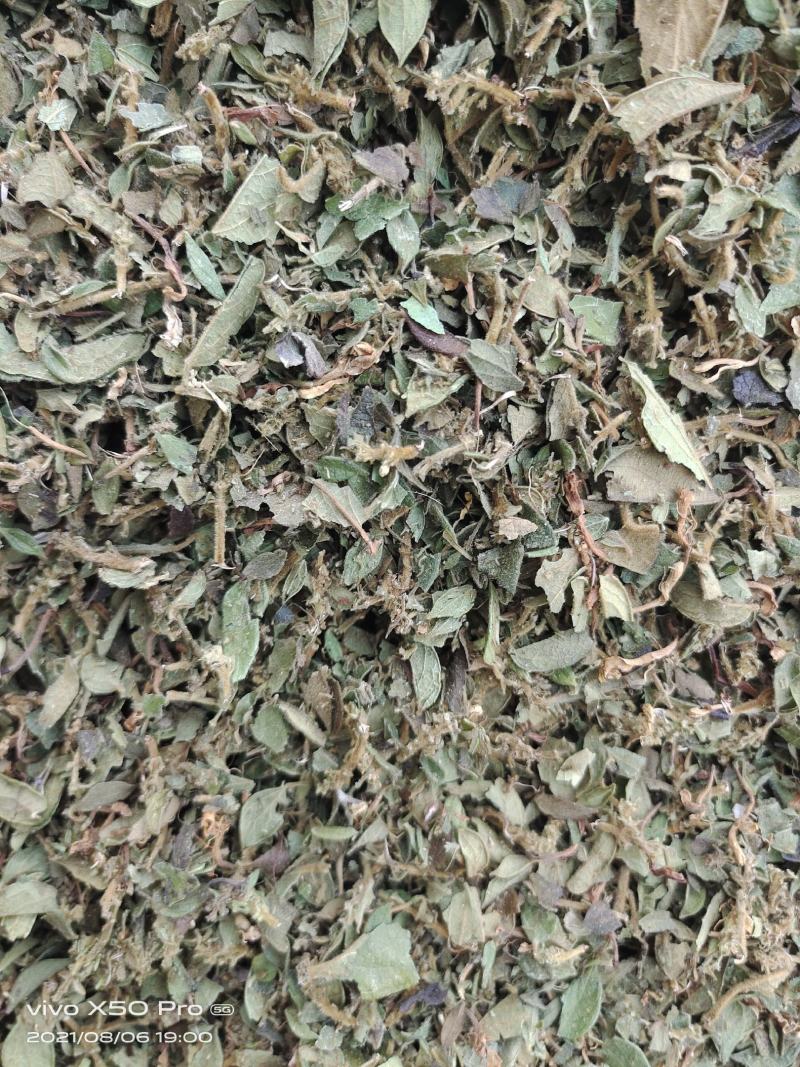 金银花叶子头子，大量上市中，欢迎客商来电咨询量大从优