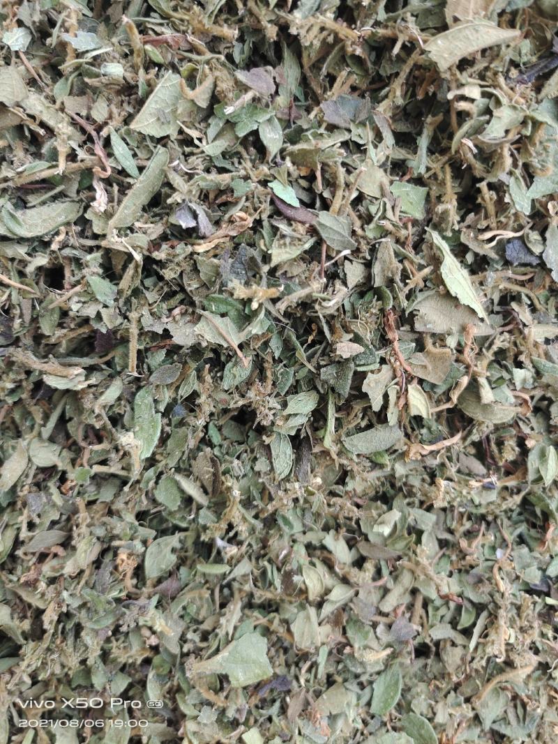 金银花叶子头子，大量上市中，欢迎客商来电咨询量大从优