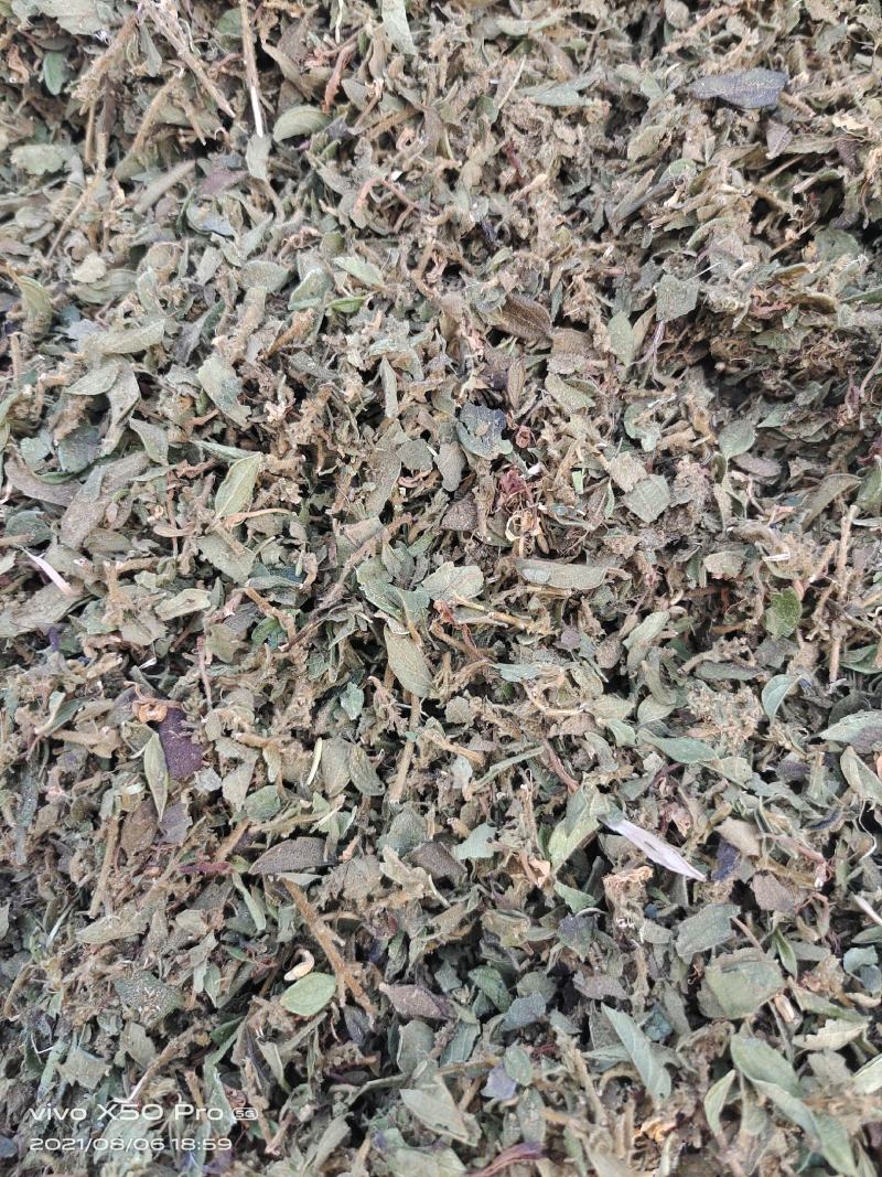 金银花叶子头子，大量上市中，欢迎客商来电咨询量大从优