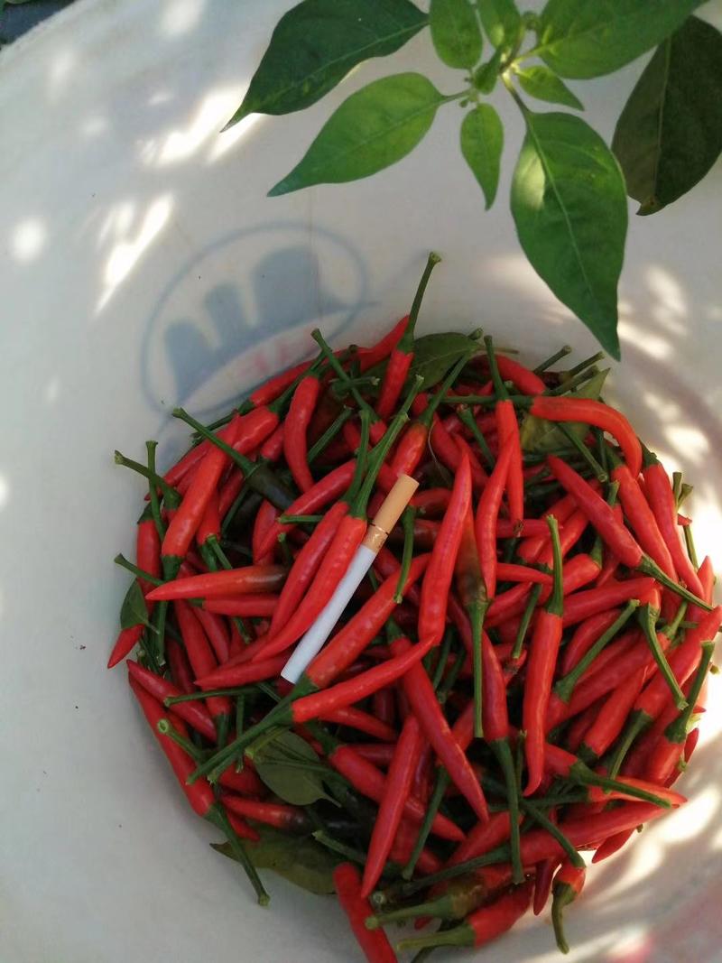 贵州新52小米椒3千亩基地艳红椒大量供应中，