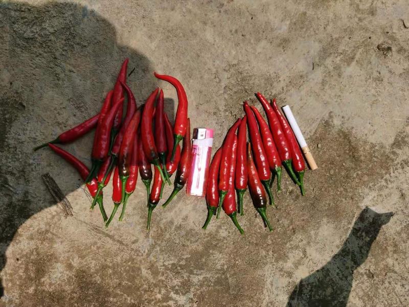 贵州新52小米椒3千亩基地艳红椒大量供应中，
