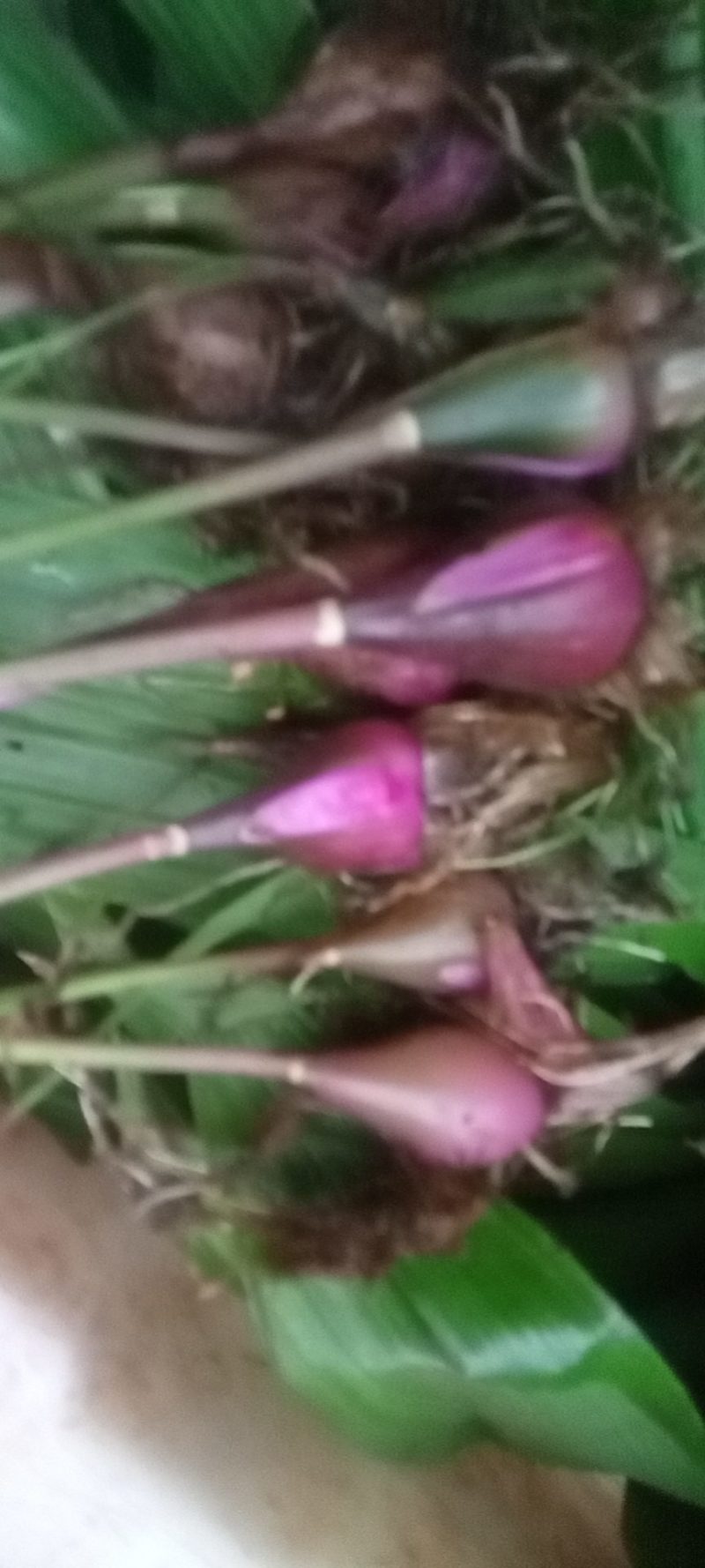 冰球苗，