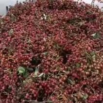 花椒小红袍大红袍大量供应，山东省临沂市沂水县。