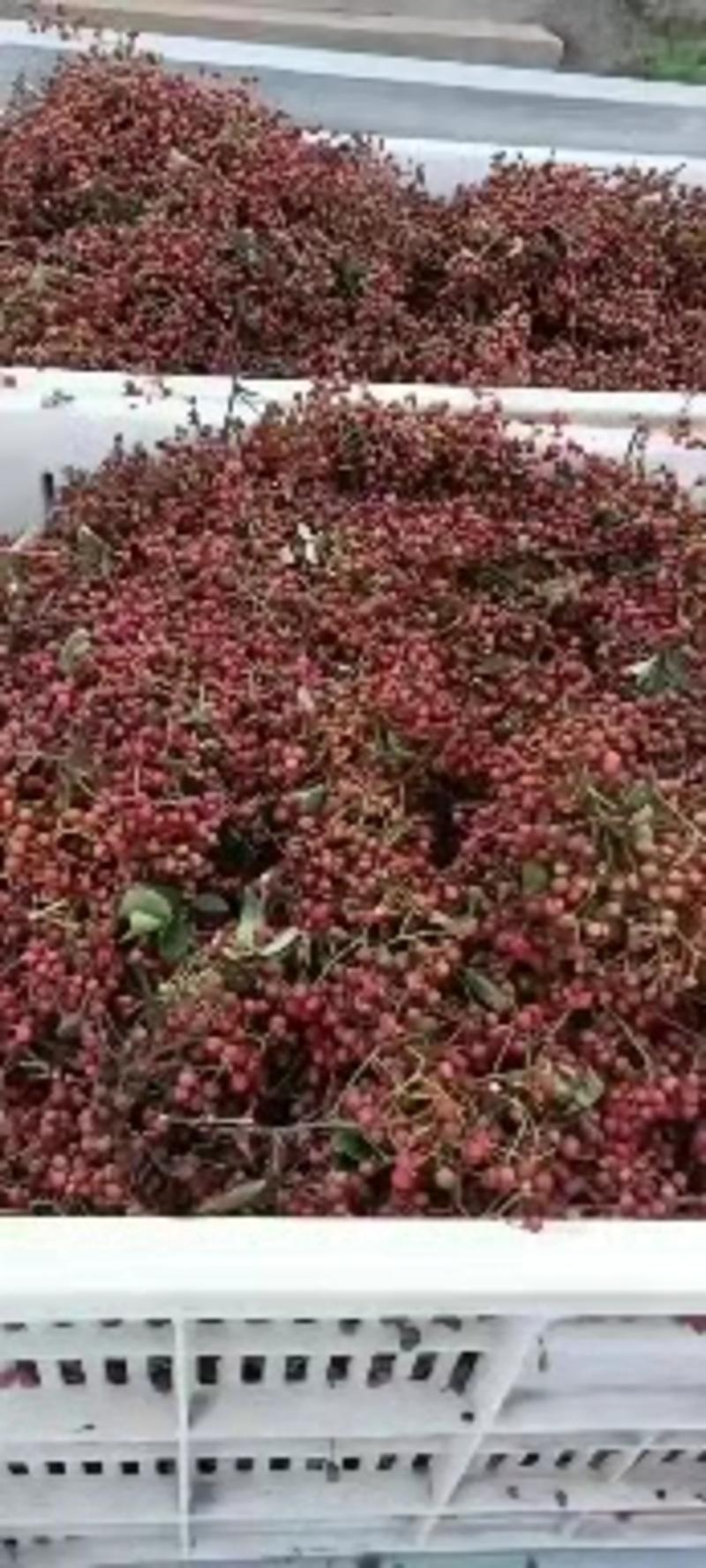 花椒小红袍大红袍大量供应，山东省临沂市沂水县。