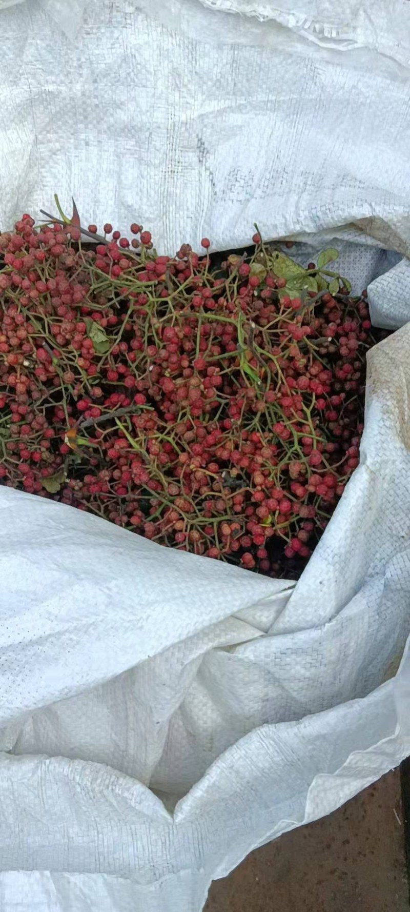 花椒小红袍大红袍大量供应，山东省临沂市沂水县。