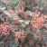 花椒小红袍大红袍大量供应，山东省临沂市沂水县。