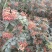 花椒小红袍大红袍大量供应，山东省临沂市沂水县。