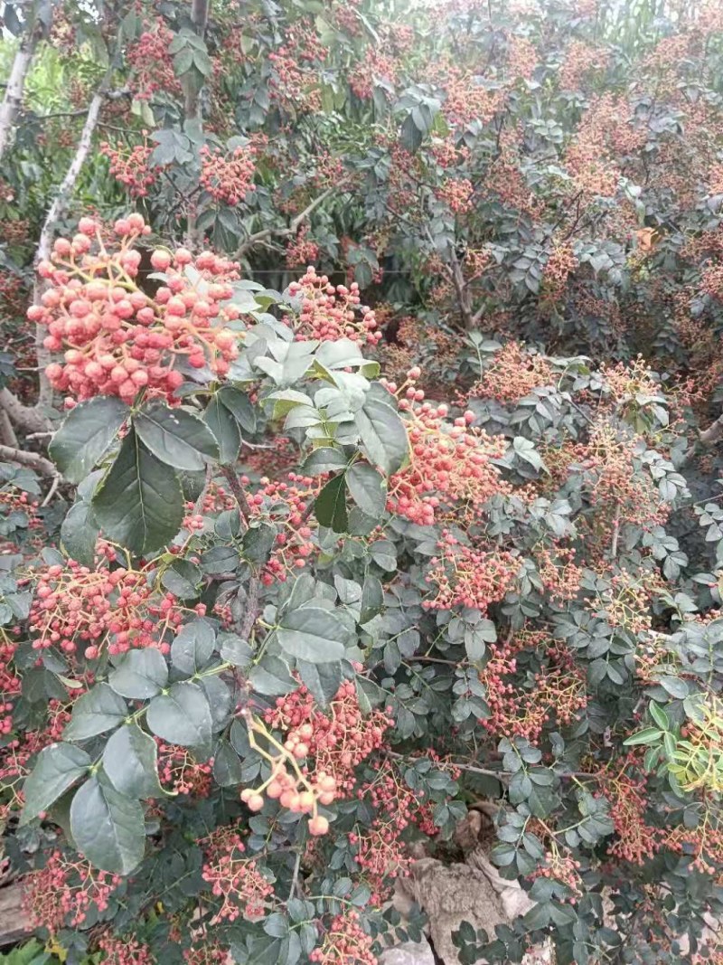 花椒小红袍大红袍大量供应，山东省临沂市沂水县。