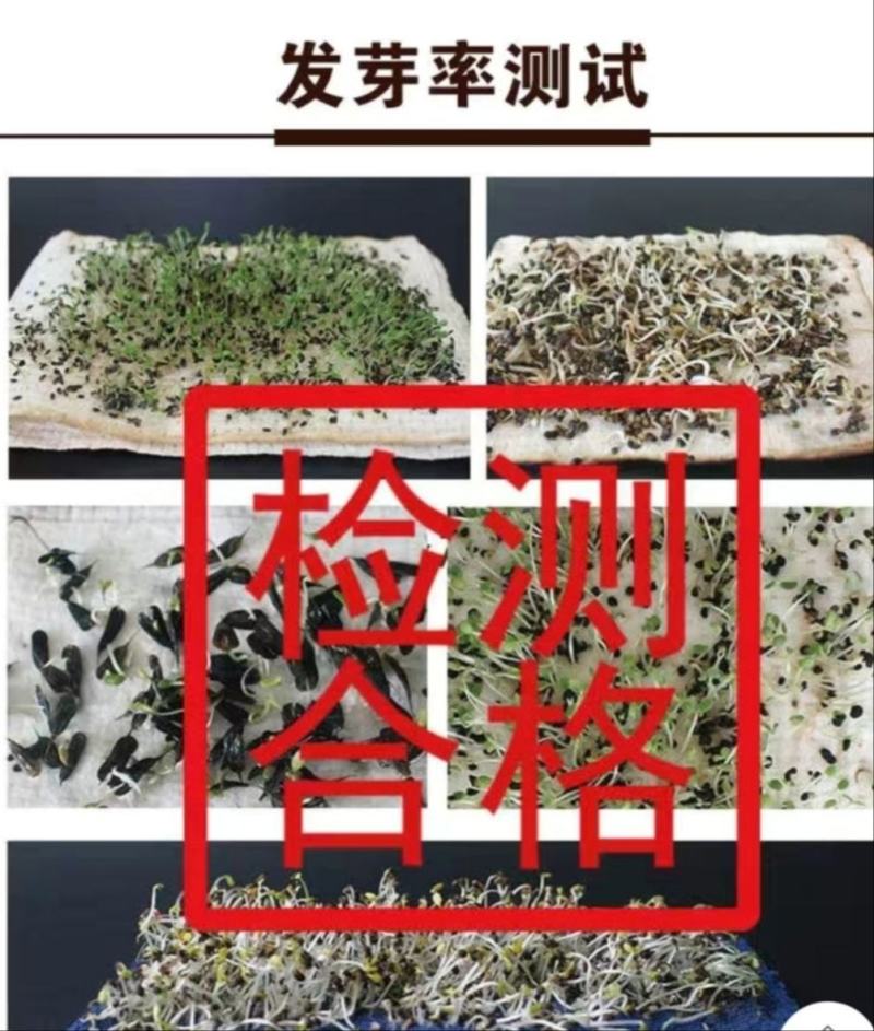 分多多高白大葱种子四季种植分叉免费技术指导包邮