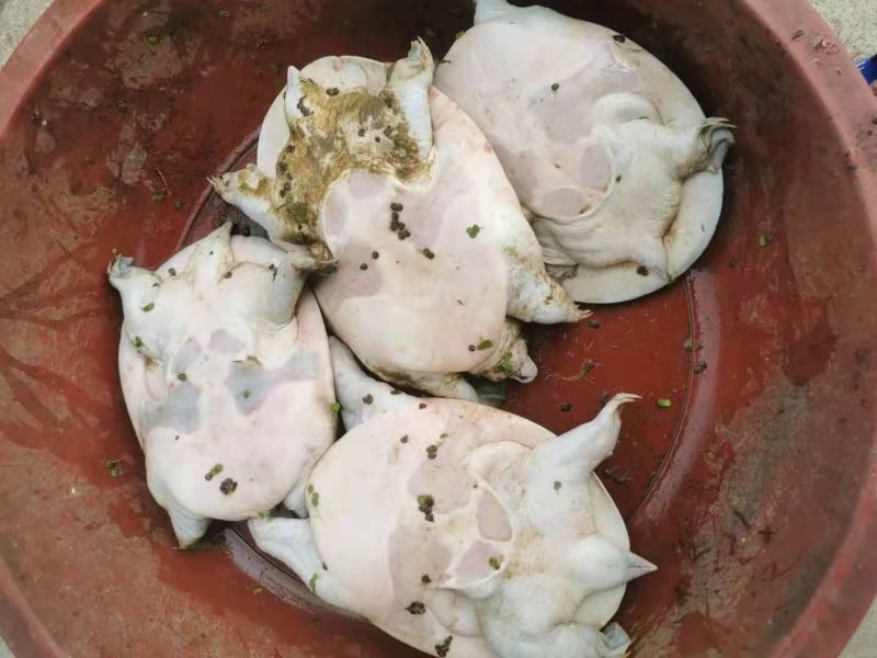 黄沙鳖