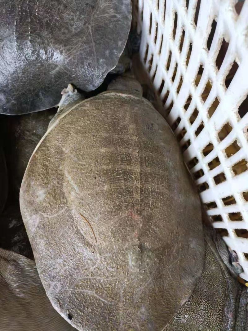 黄沙鳖