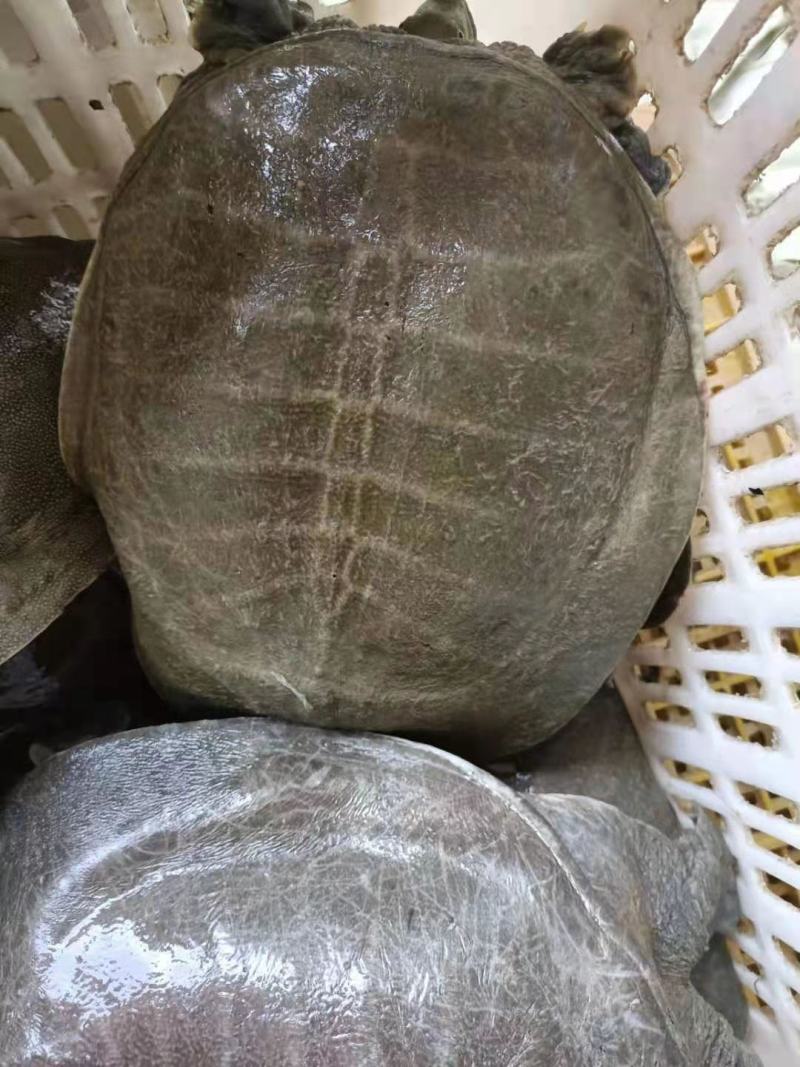 黄沙鳖